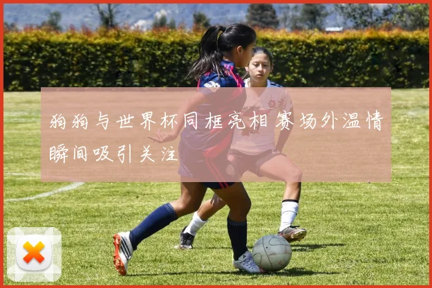 狗狗与世界杯同框亮相 赛场外温情瞬间吸引关注